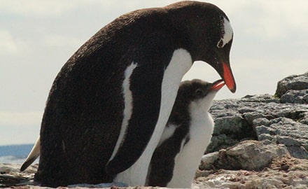 ペンギンのヒナに会える