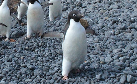 アデリーペンギン