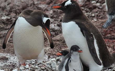 ジェンツーペンギン