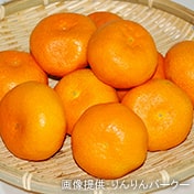 みかん