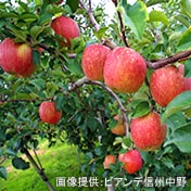 りんご