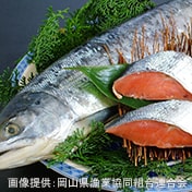 鮭