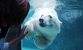 旭川「旭山動物園」