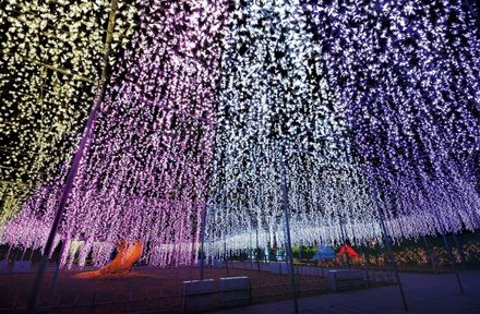 あしかがフラワーパーク 光の花の庭