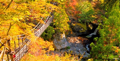 祖谷かずら橋