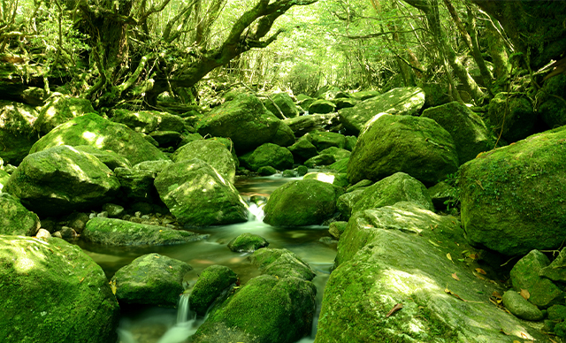 屋久島