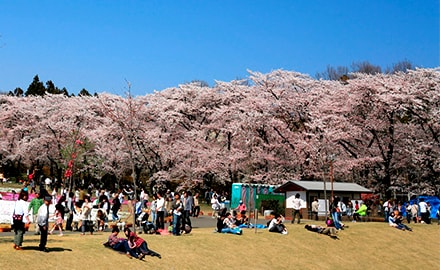 赤城南面千本桜