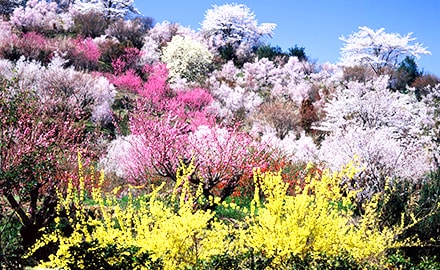 花見山公園