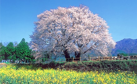 一心行の大桜