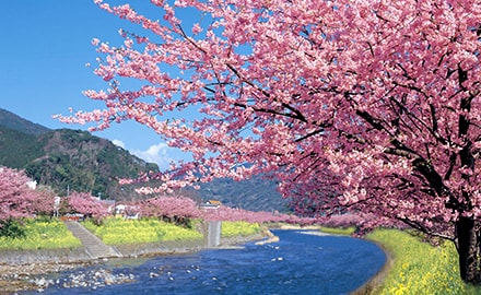 河津町の河津桜