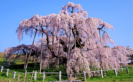 三春の滝桜