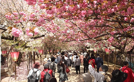 大阪造幣局桜の通り抜け