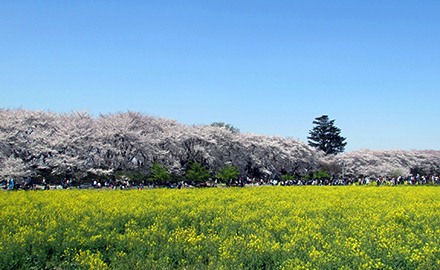 幸手権現堂桜堤
