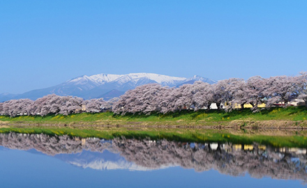 白石川堤一目千本桜
