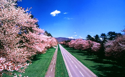 静内桜並木（二十間道路桜並木）