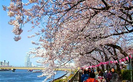 隅田公園(隅田川)