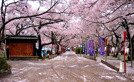 高遠城址公園