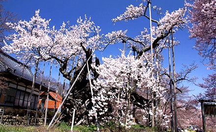 山高神代桜