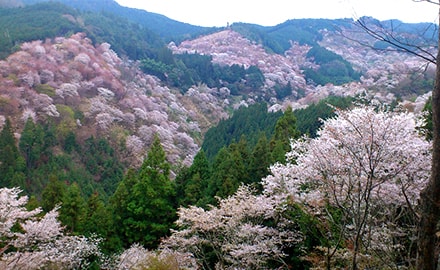 吉野千本桜