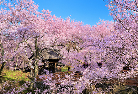 高遠城址公園