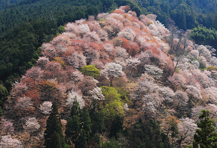 吉野山
