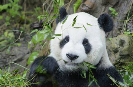 パンダ