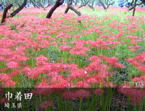 巾着田 埼玉県