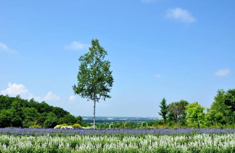 TOP北海道