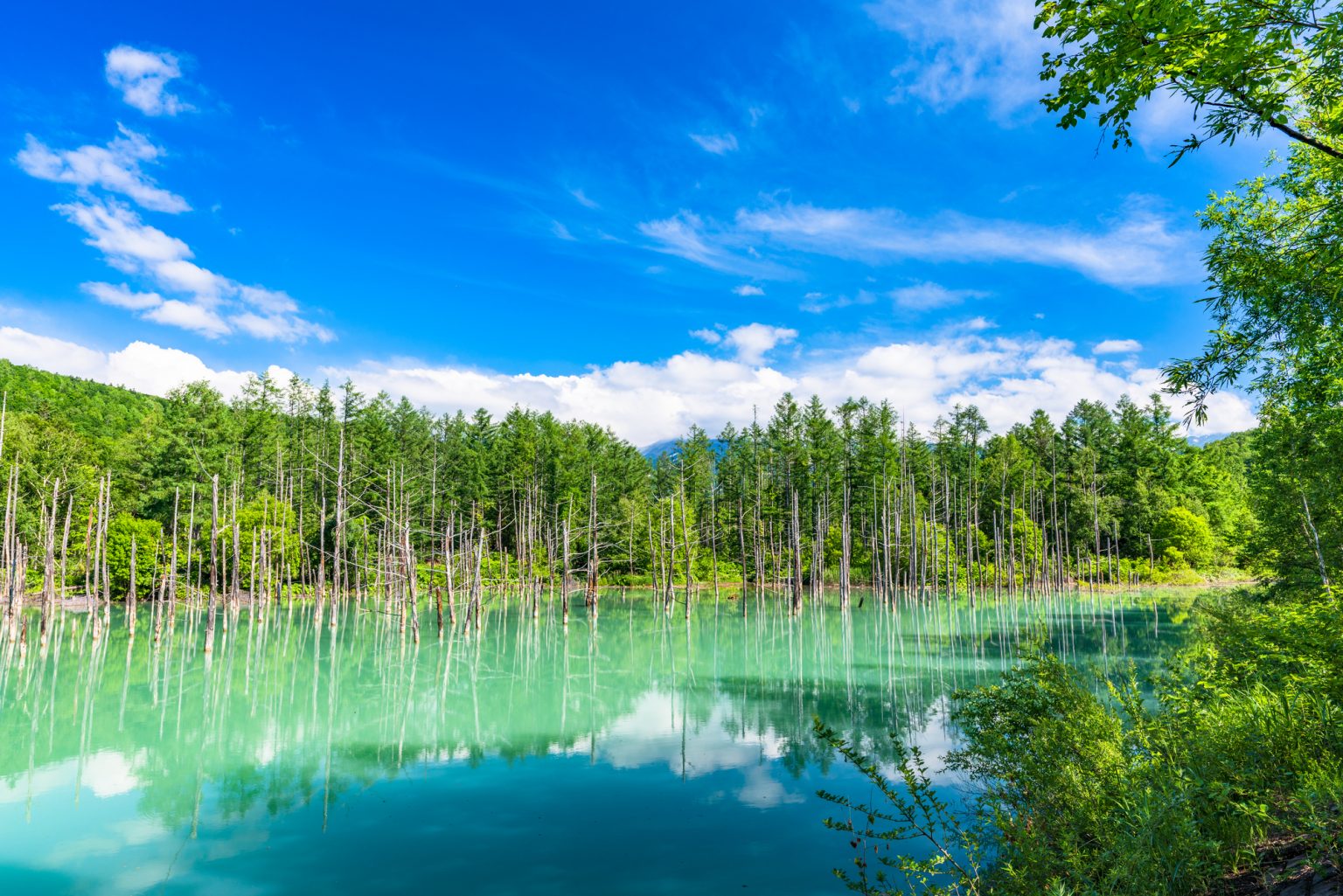 北海道の神秘「白金青い池」の絶景！ 行き方やベストシーズンを紹介 - 読売旅行 - 国内旅行・海外旅行・クルーズ・バスツアー・ダイナミック