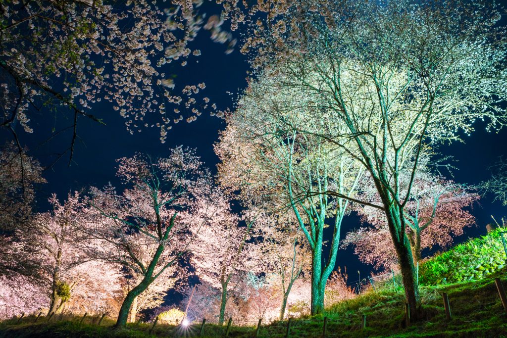 吉野千本桜とは？ 歴史深い約200種3万本の吉野桜を見よう！ - 読売旅行 - 国内旅行・海外旅行・クルーズ・バスツアー・ダイナミック ...