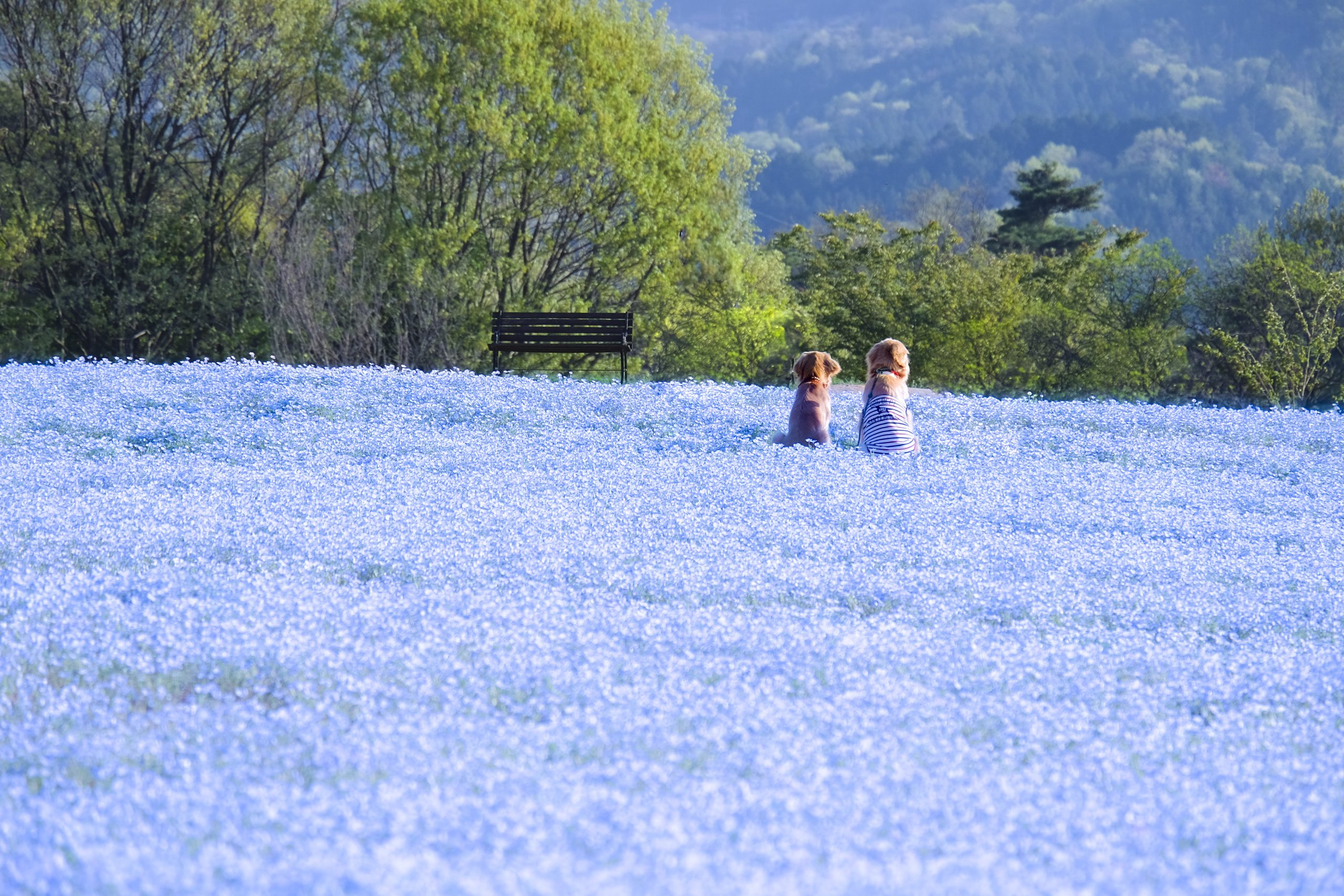 ネモフィラ の 花畑