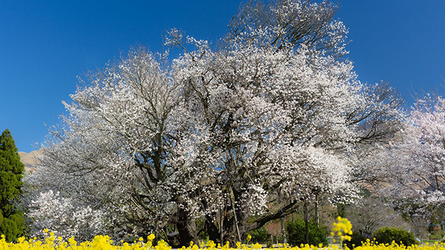 一心行の大桜（熊本）