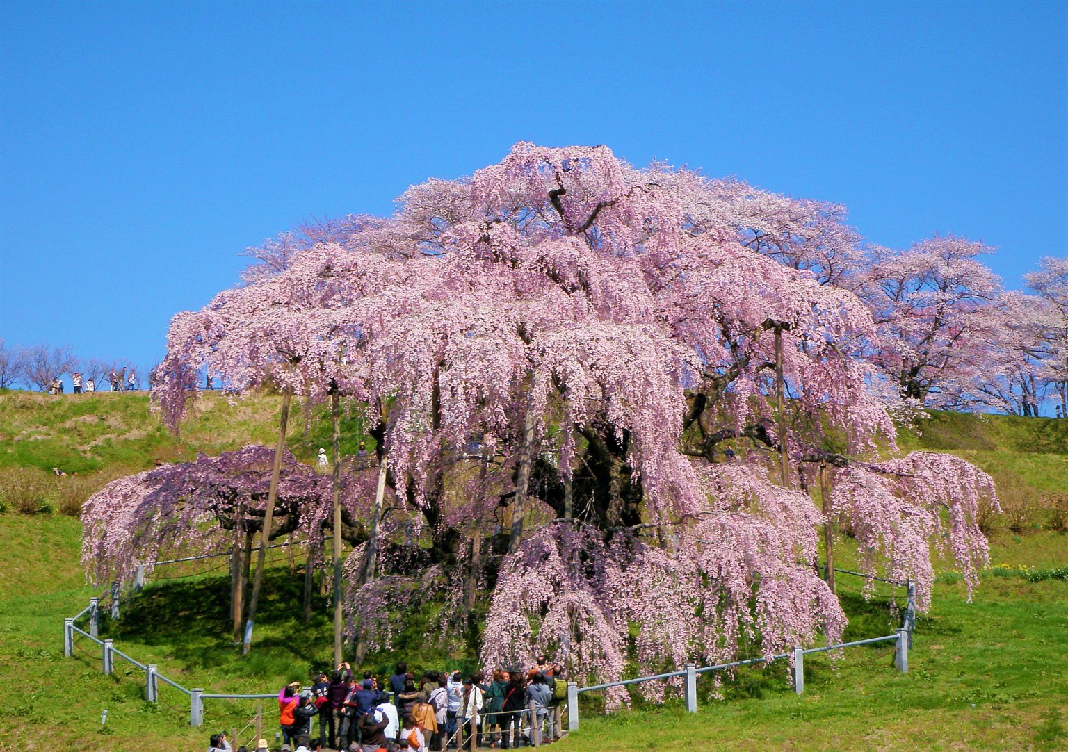 日本三大桜のひとつ、東北「三春の滝桜」なるべく満開の時期に見るためには? - 読売旅行 - 国内旅行・海外旅行・クルーズ・バスツアー ...