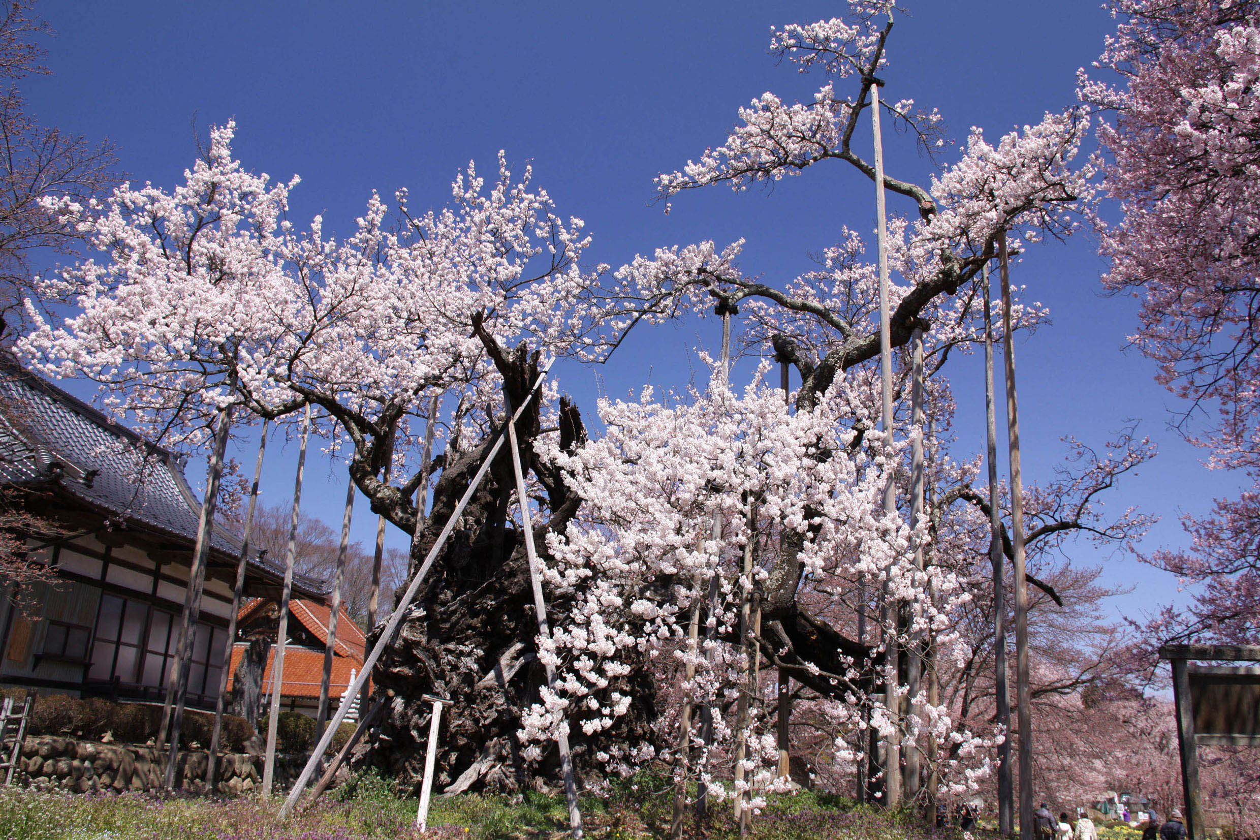 日本三大桜のひとつ、東北「三春の滝桜」なるべく満開の時期に見るため 
