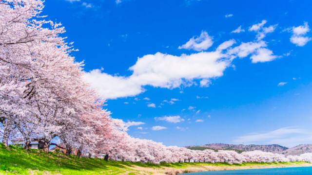 白石川堤一目千本桜