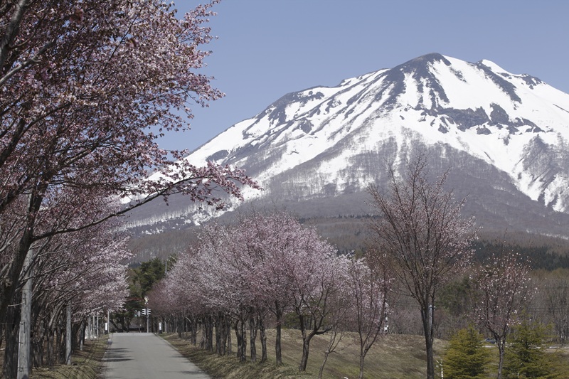 岩木山の桜並木